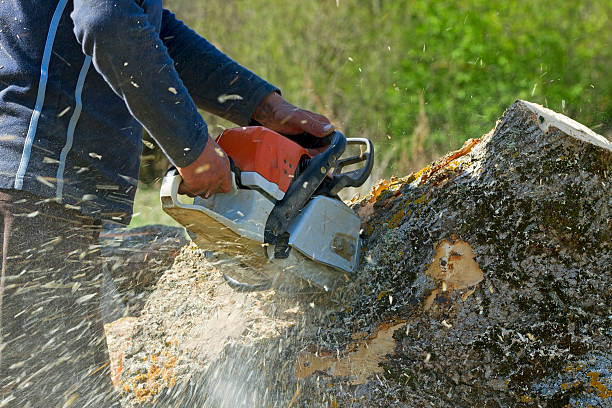 Tree Branch Trimming in Schuylkill Haven, PA